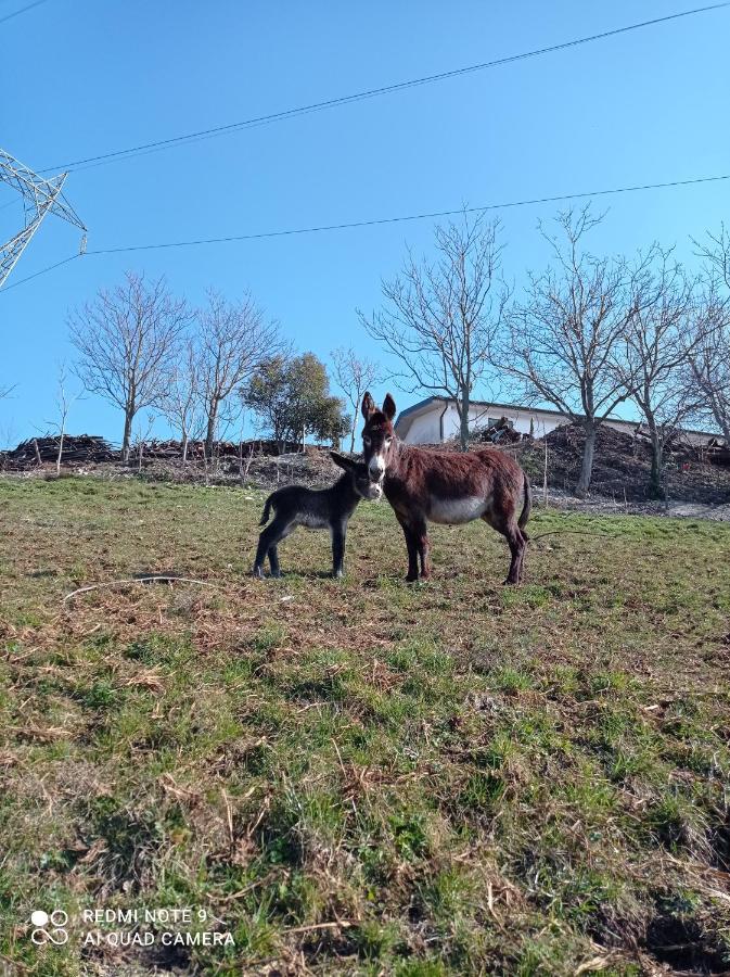Agriturismo Corte Maccini Verona Bagian luar foto